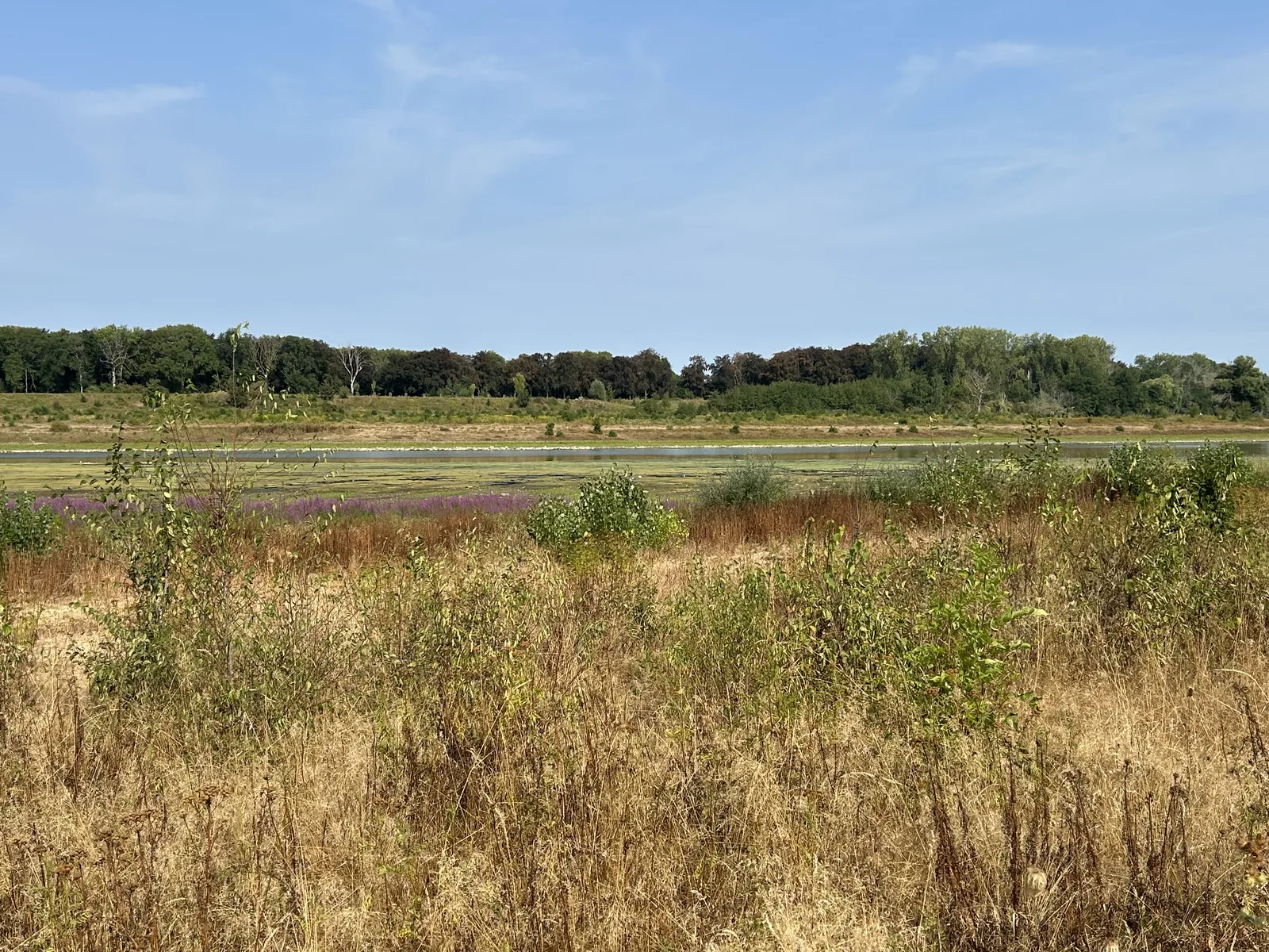 Waterlandschap met riet en bloemen in de Eijsder Beemden